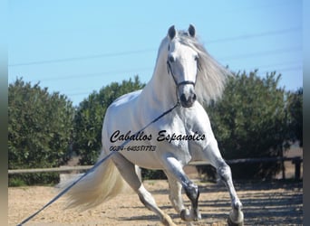 PRE Croisé, Étalon, 8 Ans, 161 cm, Gris