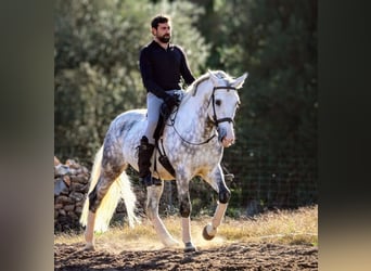 PRE Croisé, Étalon, 8 Ans, 161 cm, Gris