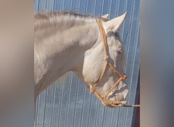 PRE Croisé, Étalon, 8 Ans, 162 cm, Cremello