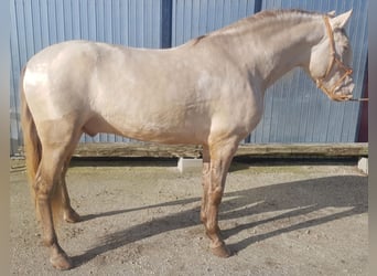 PRE Croisé, Étalon, 8 Ans, 162 cm, Cremello