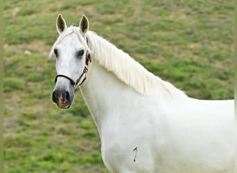 PRE Croisé, Étalon, 8 Ans, 162 cm, Gris