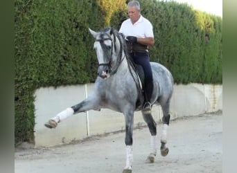 PRE Croisé, Étalon, 8 Ans, 162 cm, Gris