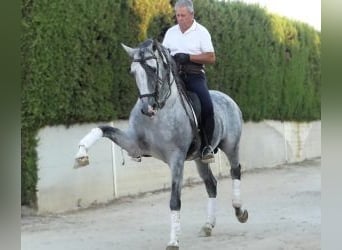 PRE Croisé, Étalon, 8 Ans, 162 cm, Gris