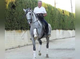 PRE Croisé, Étalon, 8 Ans, 162 cm, Gris