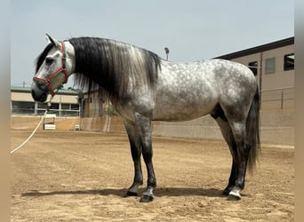 PRE Croisé, Étalon, 8 Ans, 162 cm, Gris pommelé