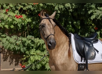 PRE Croisé, Étalon, 8 Ans, 162 cm, Isabelle
