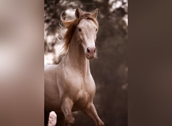 PRE Croisé, Étalon, 8 Ans, 162 cm, Perlino