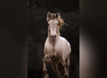 PRE Croisé, Étalon, 8 Ans, 162 cm, Perlino