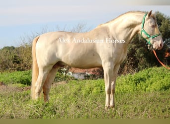 PRE Croisé, Étalon, 8 Ans, 162 cm, Perlino