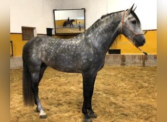 PRE Croisé, Étalon, 8 Ans, 163 cm, Gris