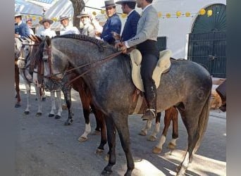 PRE Croisé, Étalon, 8 Ans, 163 cm, Gris