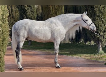 PRE Croisé, Étalon, 8 Ans, 163 cm, Gris