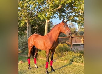 PRE Croisé, Étalon, 8 Ans, 164 cm, Bai cerise