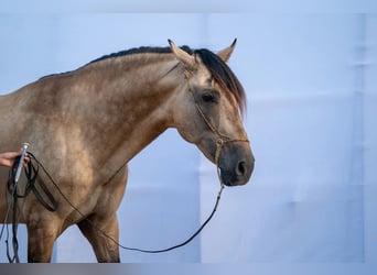 PRE Croisé, Étalon, 8 Ans, 164 cm, Isabelle
