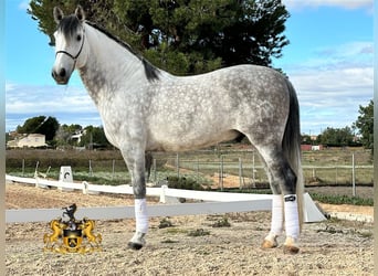 PRE Croisé, Étalon, 8 Ans, 165 cm, Gris