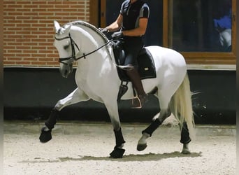PRE Croisé, Étalon, 8 Ans, 165 cm, Gris
