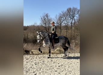 PRE Croisé, Étalon, 8 Ans, 165 cm, Gris pommelé