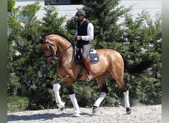 PRE, Étalon, 8 Ans, 165 cm, Isabelle