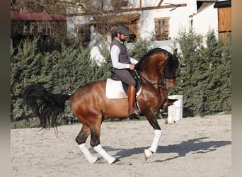 PRE, Étalon, 8 Ans, 165 cm, Isabelle