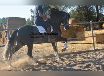 PRE, Étalon, 8 Ans, 166 cm