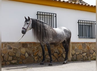 PRE Croisé, Étalon, 8 Ans, 166 cm, Gris