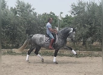 PRE Croisé, Étalon, 8 Ans, 166 cm, Gris