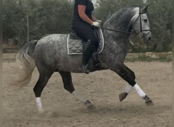 PRE Croisé, Étalon, 8 Ans, 166 cm, Gris