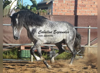 PRE Croisé, Étalon, 8 Ans, 166 cm, Gris pommelé