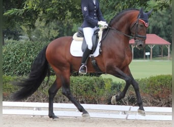 PRE Croisé, Étalon, 8 Ans, 167 cm, Bai