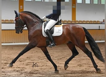 PRE Croisé, Étalon, 8 Ans, 167 cm, Bai