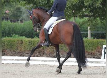 PRE Croisé, Étalon, 8 Ans, 167 cm, Bai
