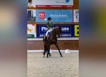 PRE Croisé, Étalon, 8 Ans, 167 cm, Bai
