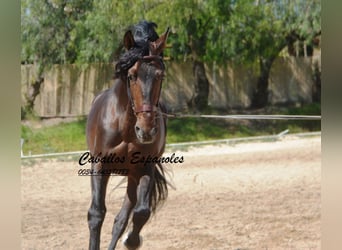 PRE, Étalon, 8 Ans, 168 cm, Bai brun foncé