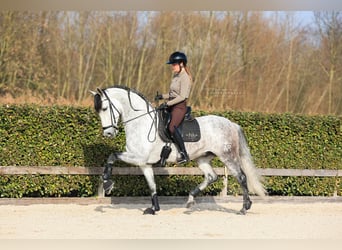 PRE Croisé, Étalon, 8 Ans, 168 cm, Gris