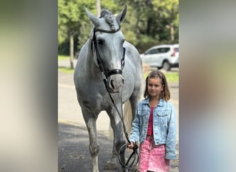 PRE, Étalon, 8 Ans, 169 cm, Gris pommelé