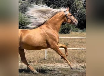 PRE Croisé, Étalon, 8 Ans, 170 cm, Palomino