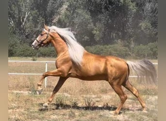 PRE Croisé, Étalon, 8 Ans, 170 cm, Palomino