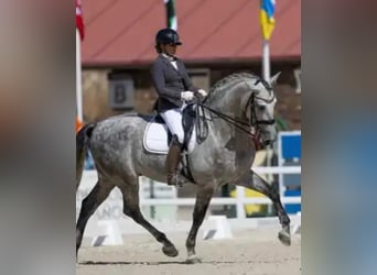 PRE Croisé, Étalon, 8 Ans, 172 cm, Gris