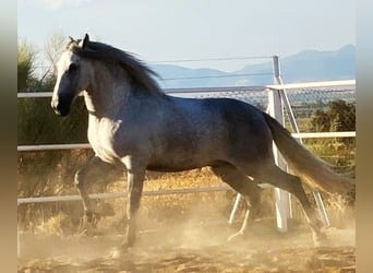 PRE, Étalon, 8 Ans, 172 cm, Gris moucheté