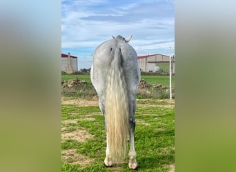 PRE, Étalon, 8 Ans, 172 cm, Gris moucheté