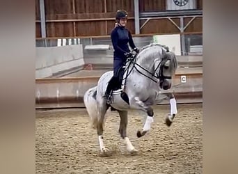 PRE Croisé, Étalon, 8 Ans, 173 cm, Gris moucheté