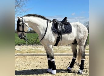 PRE Croisé, Étalon, 8 Ans, 174 cm, Gris