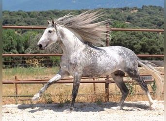 PRE Croisé, Étalon, 8 Ans, 175 cm, Gris