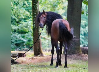 PRE Croisé, Étalon, 8 Ans, 178 cm, Bai brun