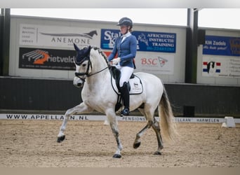 PRE, Étalon, 9 Ans, 160 cm