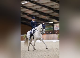 PRE, Étalon, 9 Ans, 160 cm