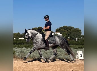 PRE, Étalon, 9 Ans, 160 cm, Gris pommelé