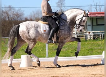 PRE Croisé, Étalon, 9 Ans, 163 cm, Gris