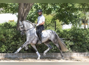 PRE Croisé, Étalon, 9 Ans, 163 cm, Gris pommelé