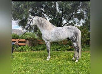 PRE Croisé, Étalon, 9 Ans, 163 cm, Gris pommelé
